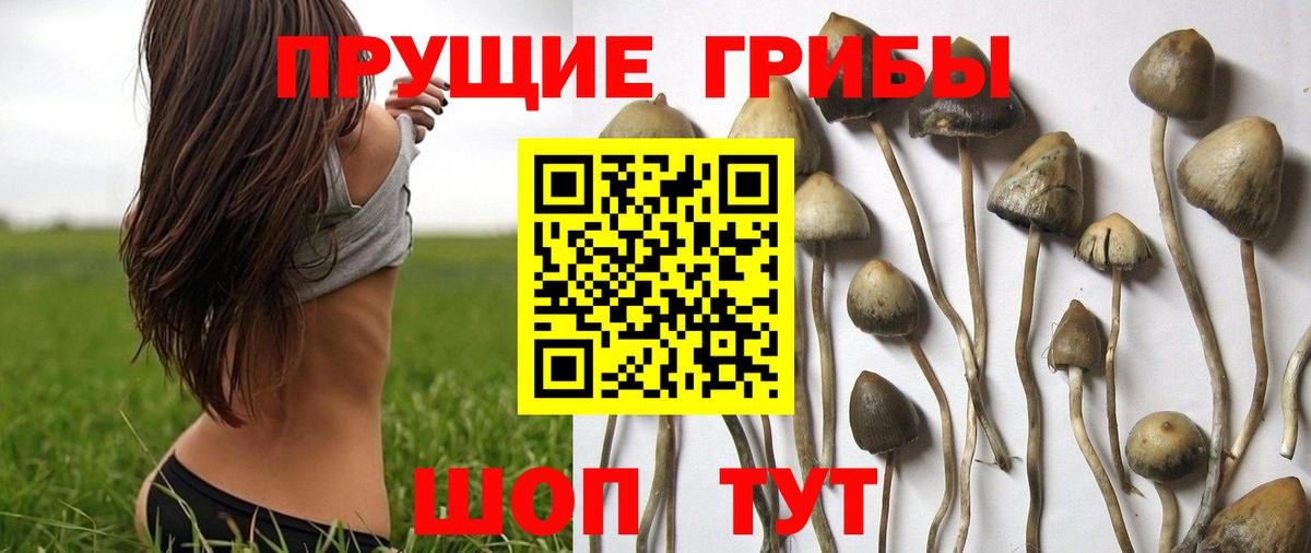 Псилоцибиновые грибы прущие грибы  Вход с VPN  Озёрск  Галлюциногенные грибы мухоморы 